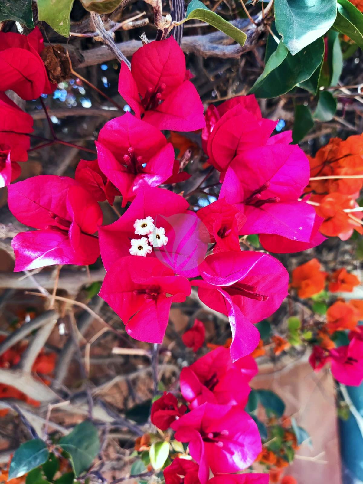 Bougainvillier (couleurs) – Image 3