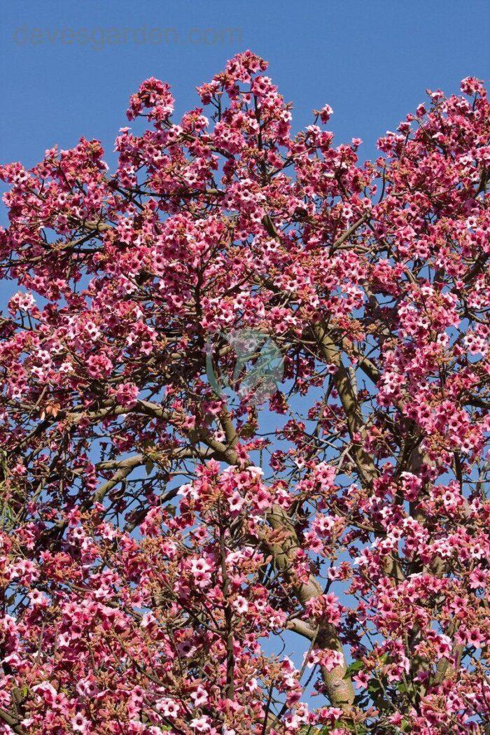 brachychiton discolor maroc