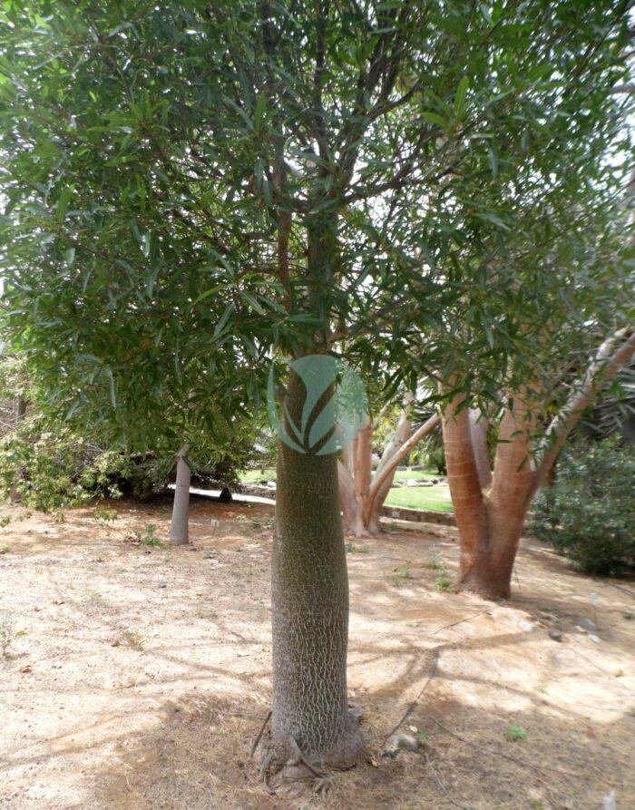 brachychiton discolor maroc clorofila scaled