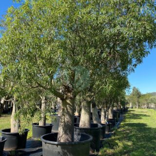 brachychiton-rupestris-arbre-bouteille-maroc.jpeg