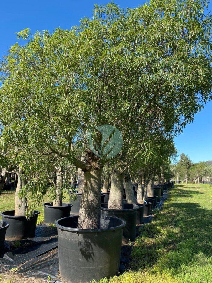 brachychiton rupestris arbre bouteille maroc