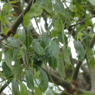 brachychiton-rupestris-arbre-bouteille-maroc-clorofila.jpeg