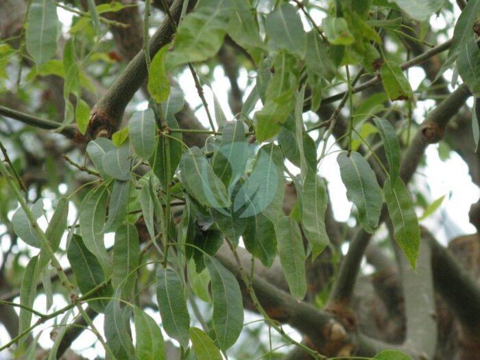 brachychiton rupestris arbre bouteille maroc clorofila