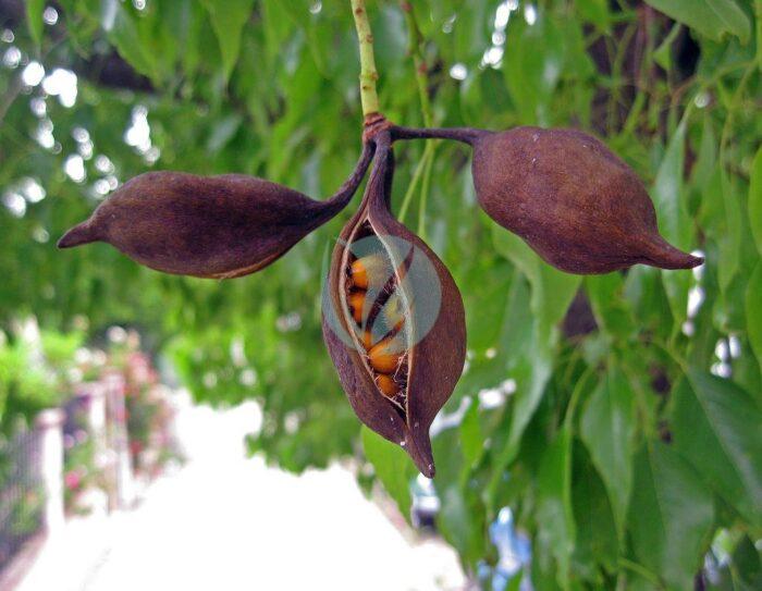 brachychiton rupestris arbre bouteille maroc fruits