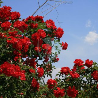 bright-red-rose-bush.jpg