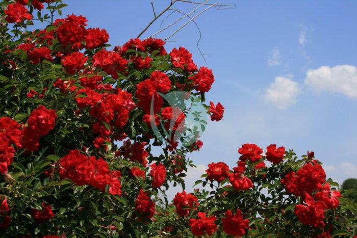 bright red rose bush