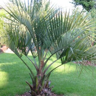 butia-capitata-arbre-a-laque-maroc.jpeg