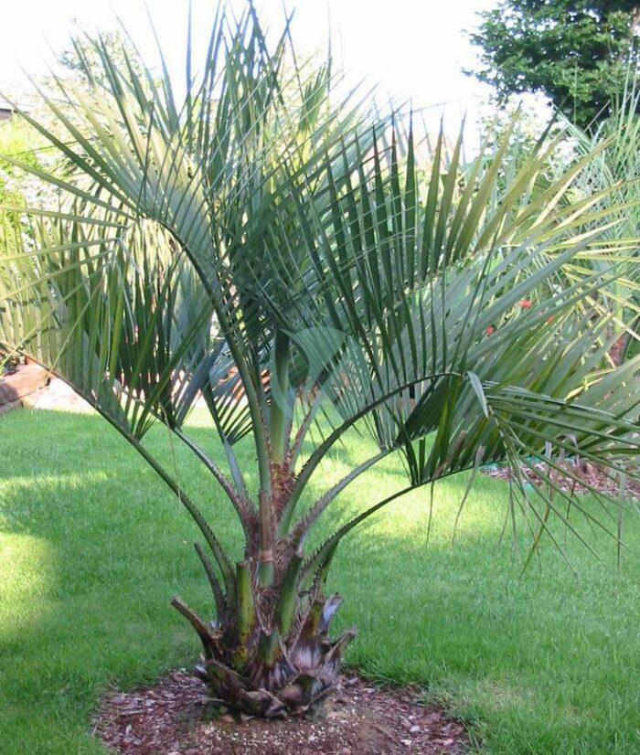 butia capitata arbre a laque maroc