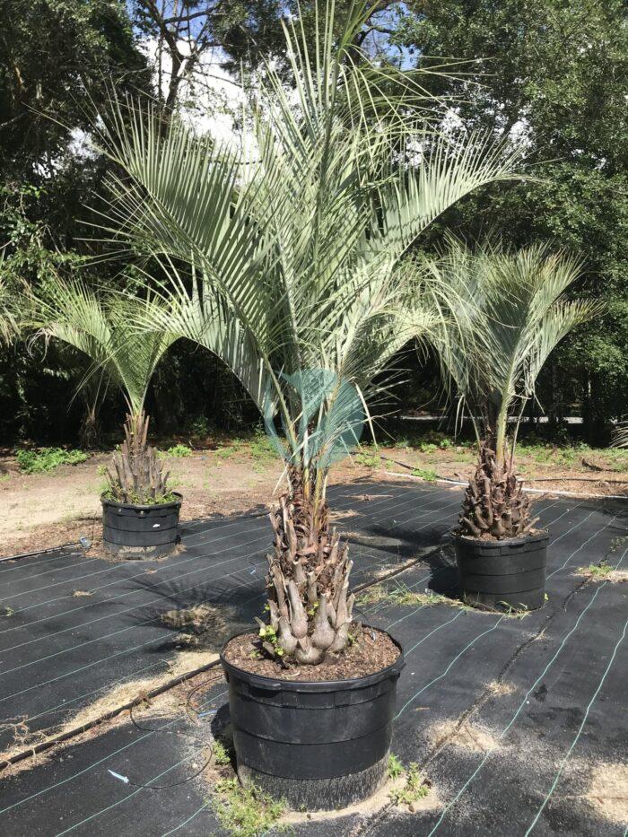 butia capitata arbre a laque maroc clorofila scaled