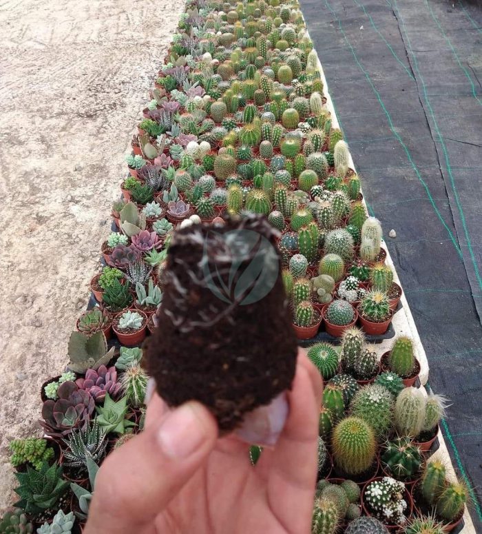 cactus maroc clorofila