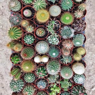 cactus maroc clorofila