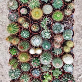 Perlite — Cactus en Ligne