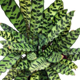 calathea-lancifolia-clorofila-1.jpeg