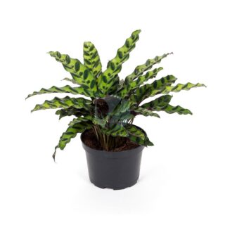 calathea-lancifolia-maroc-clorofila-1.jpeg