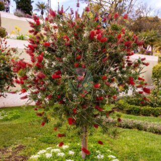 Décor extérieur des visages d'arbre Glorison - 12 Maroc