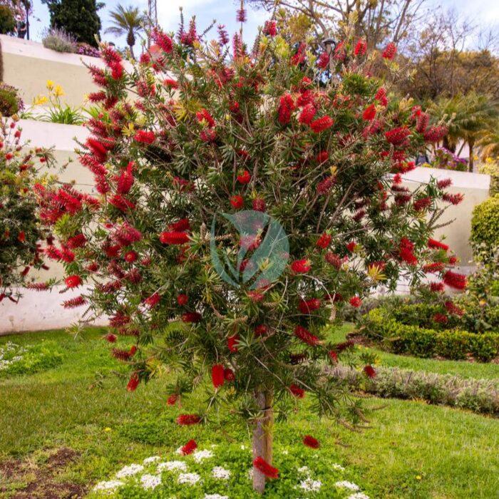 callistemon citrinus rince bouteille maroc