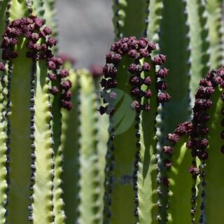 canarian-spurge-plant-euphorbia-canariensis-spurge.jpg