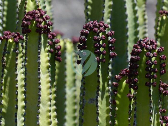 canarian spurge plant euphorbia canariensis spurge