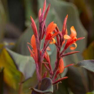 canna-indica-purpurea-maroc.jpeg