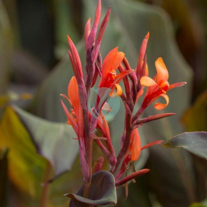 canna indica purpurea maroc