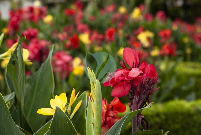 canna lily