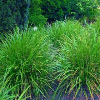 carex vert