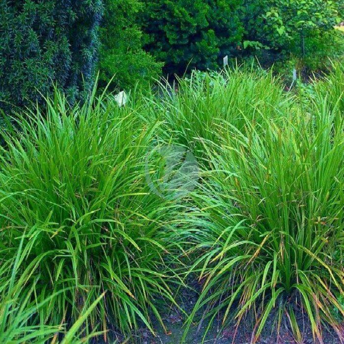 carex vert