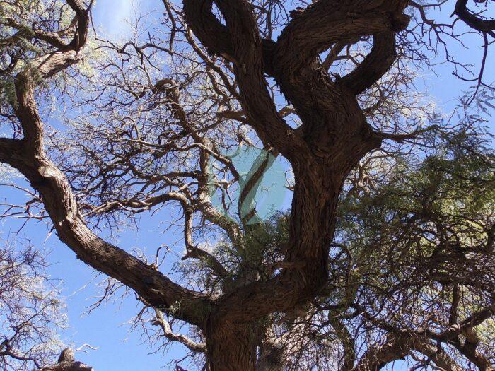 carob tree