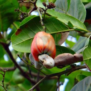 cashew-fruit-317298_1280.jpg