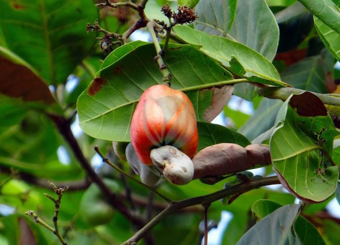 cashew fruit