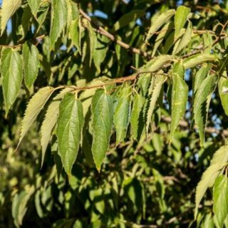 celtis-australis-micocoulier-provence-maroc.jpeg