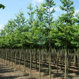 celtis-australis-micocoulier-provence-maroc-clorofila.jpeg