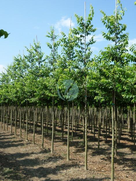 celtis australis micocoulier provence maroc clorofila