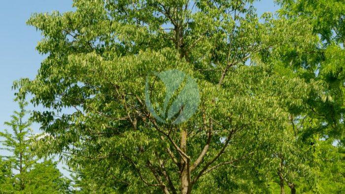 celtis australis micocoulier provence maroc grand