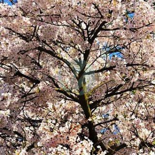 cherry-blossom-4160829__340.jpg