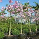 chorisia speciosa baton ivre maroc