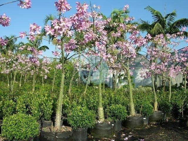 chorisia speciosa baton ivre maroc