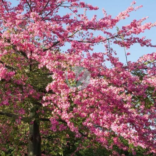 chorisia speciosa baton ivre maroc fleur