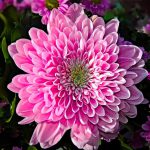chrysanthemum