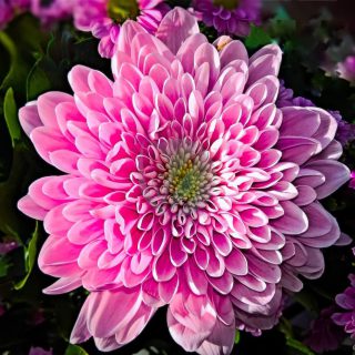 chrysanthemum-4594460_1280.jpg