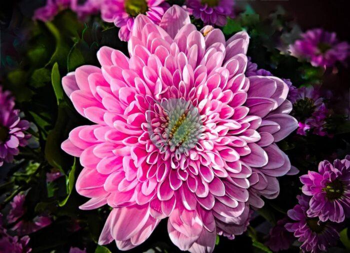 chrysanthemum