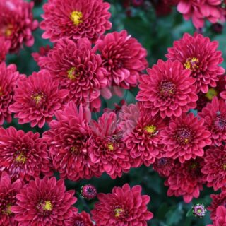 chrysanthemum-5236773_1280.jpg