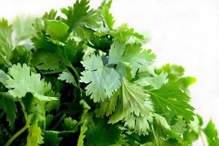 cilantro herbs food green preview