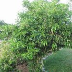 citharexylum cotelets maroc