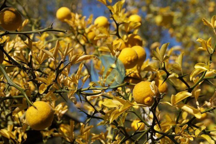 citron beldi