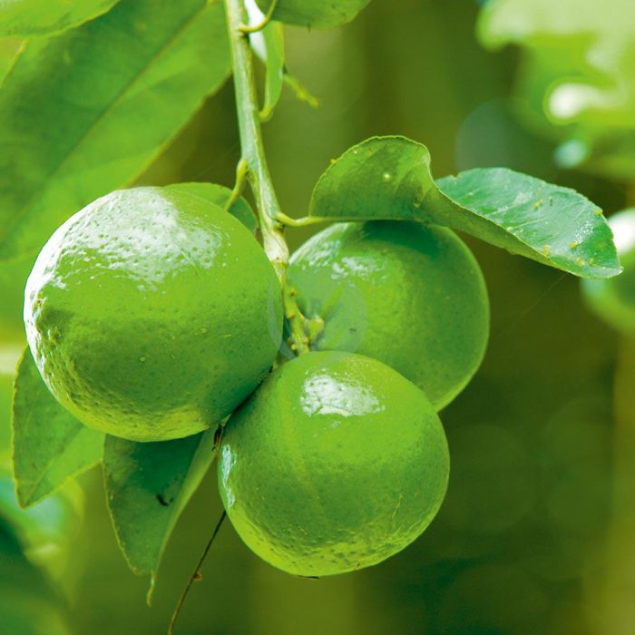 citronnier vert lime citrus aurantifolia