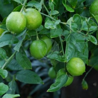 citronnier-vert-lime-citrus-aurantifolia-maroc.jpeg