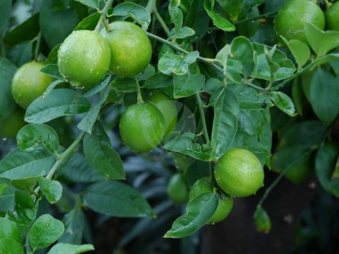 citronnier vert lime citrus aurantifolia maroc