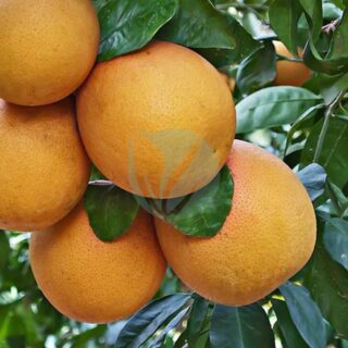 citrus-paradisi.jpeg