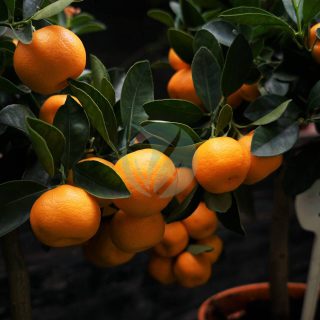 clementinier-1.jpg
